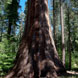 Nelder Grove of Giant Sequoias, Sierra National Forest
